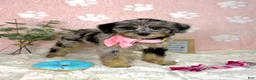 Mini Bernedoodle dogs for sale: Bella - Ad 1