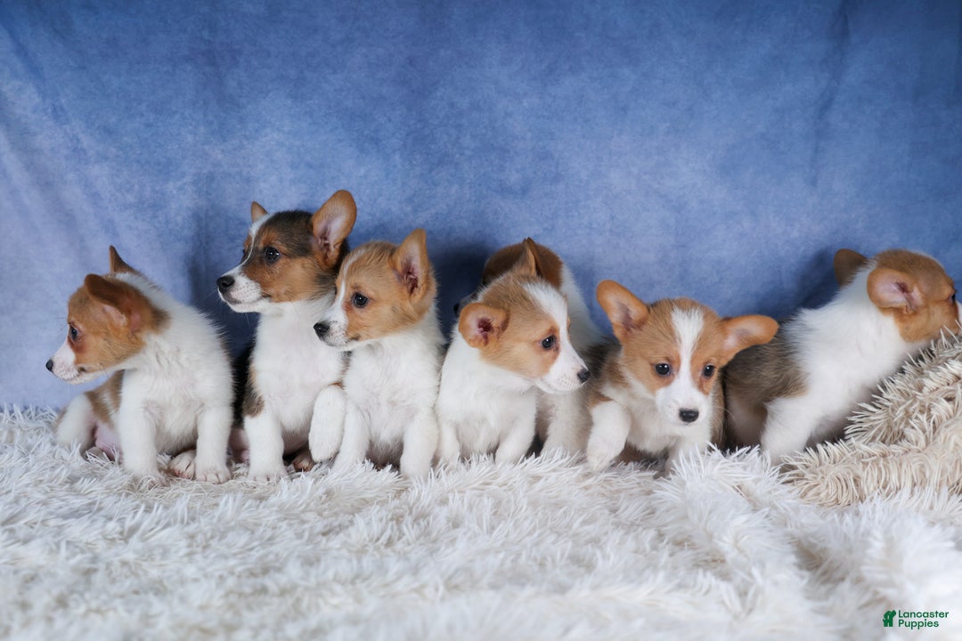Welsh Corgi Pembroke dogs for sale: Lulu - Ad 12