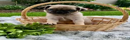 Pug dogs for sale: Jake - Ad 3
