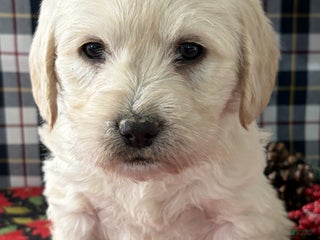 Labradoodle dogs Cash - Ad 12