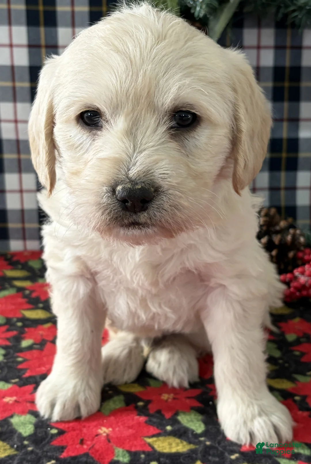 Miniature Labradoodle dogs for sale: Cash - Ad 1