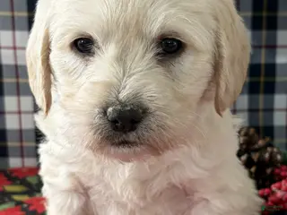 Miniature Labradoodle dogs Cash - Ad 15