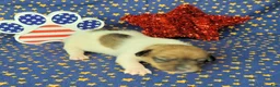 Jack Russell Terrier dogs for sale: Puck CKC registered male - Ad 3