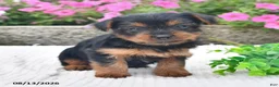 Yorkshire Terrier dogs for sale: Amber - Ad 4