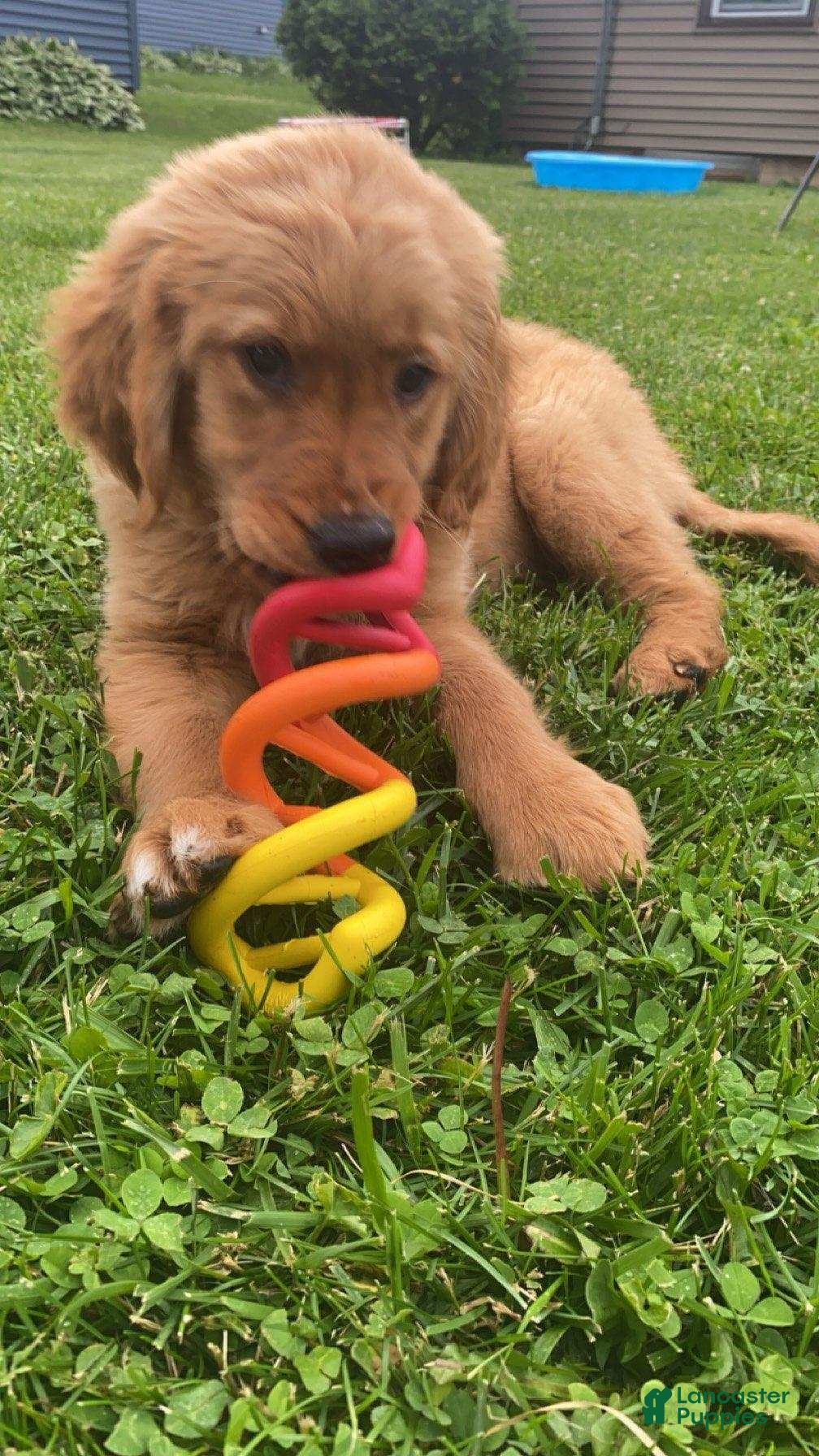 Golden Retriever dogs grechen - Ad 3