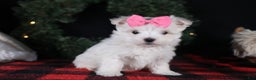 Maltese dogs for sale: ABBEY - Ad 14