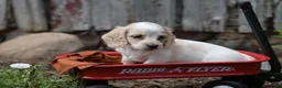 Miniature Dachshund dogs for sale: Miniature Dachshund 2 - Ad 14