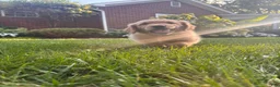 Golden Retriever dogs for sale: Golden Retriever 1 - Ad 3