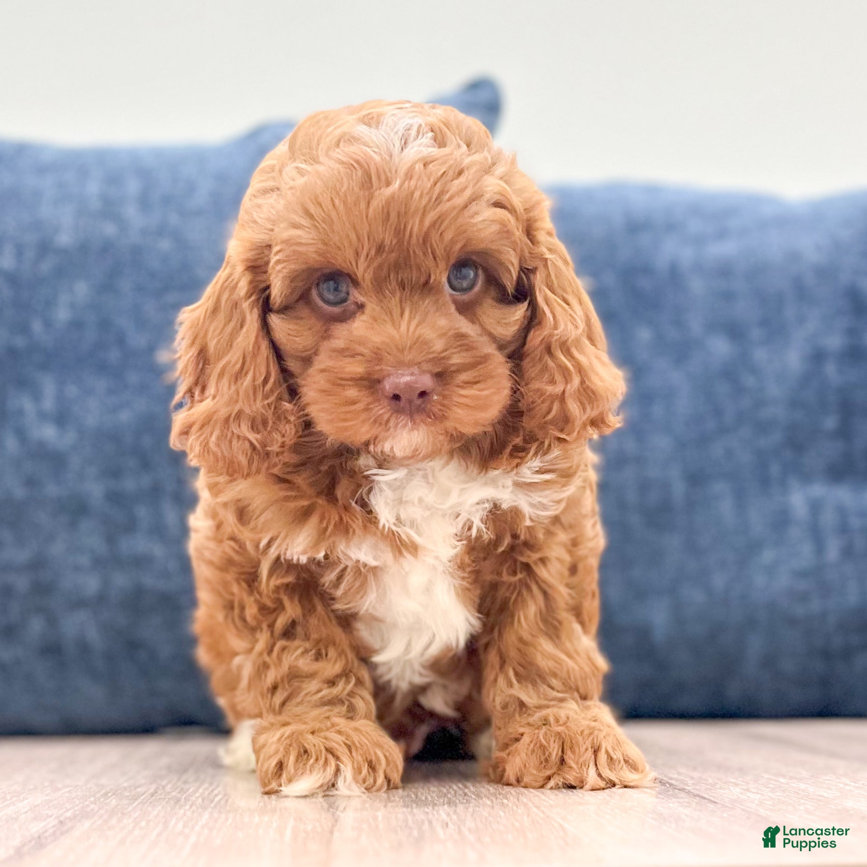 Cavapoo dogs Duke - Ad 1
