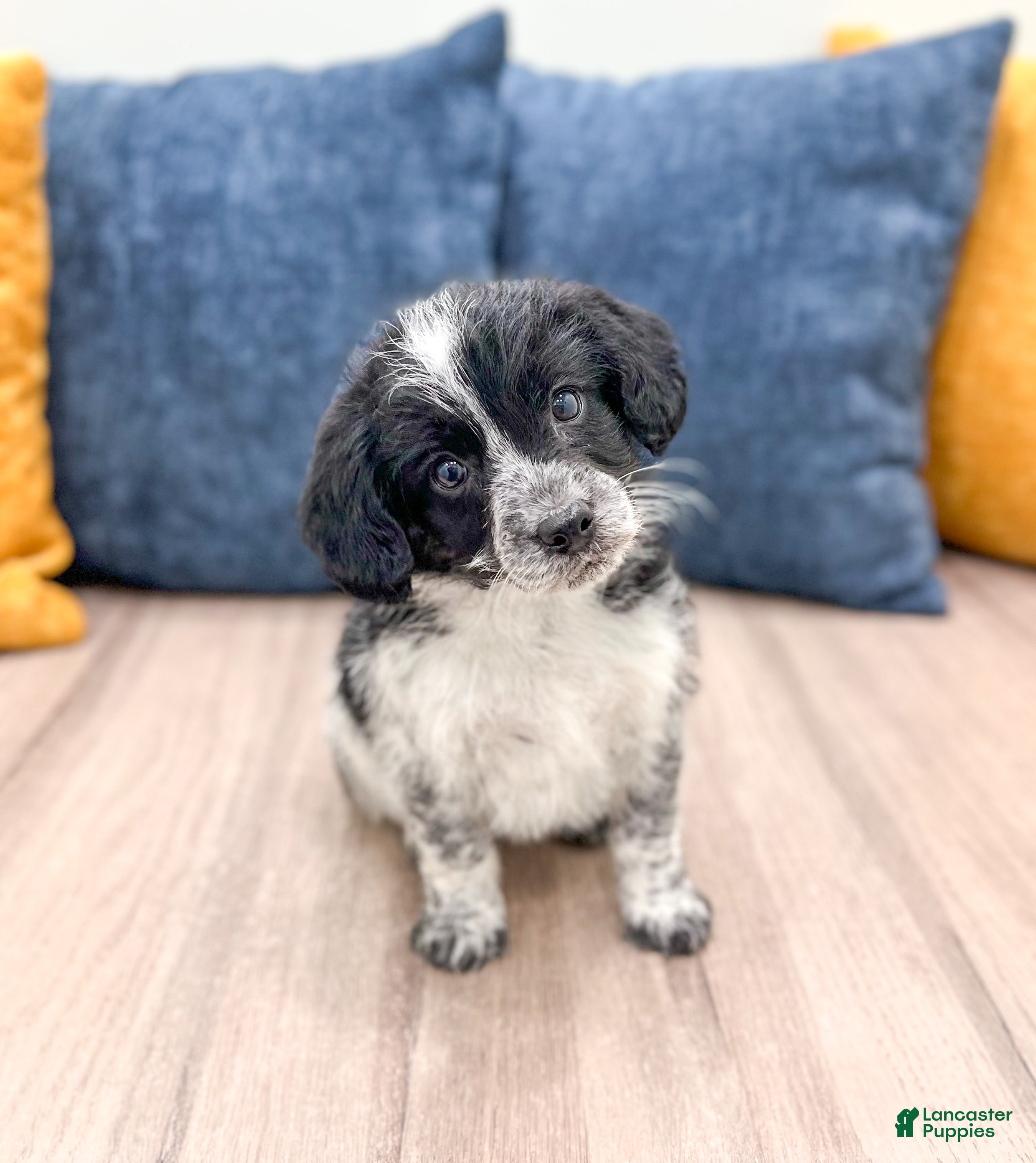 Beaglier dogs Jenny - Ad 3