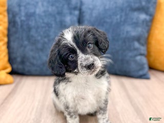 Beaglier dogs Jenny - Ad 39