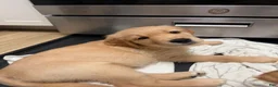 Golden Retriever dogs for sale: Pink - Ad 5