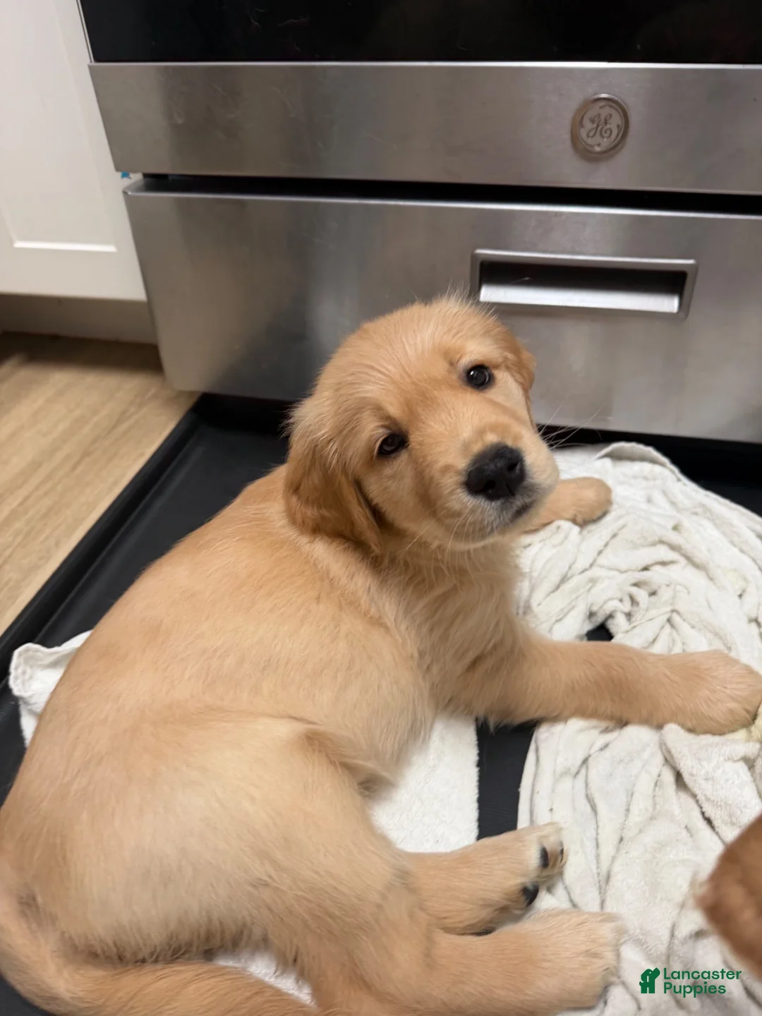 Golden Retriever dogs for sale: Pink - Ad 5