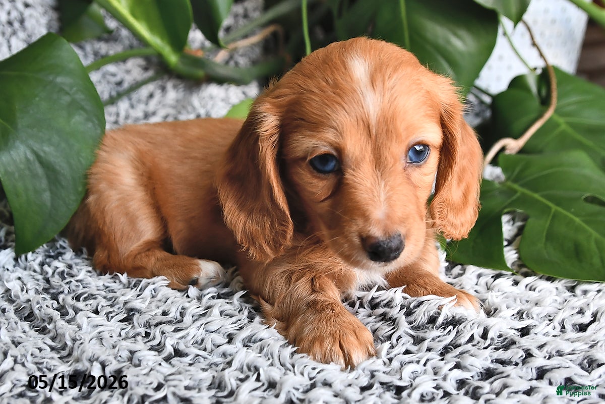 Miniature Dachshund dogs Carter - Ad 2