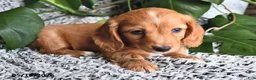 Miniature Dachshund dogs for sale: Carter - Ad 2