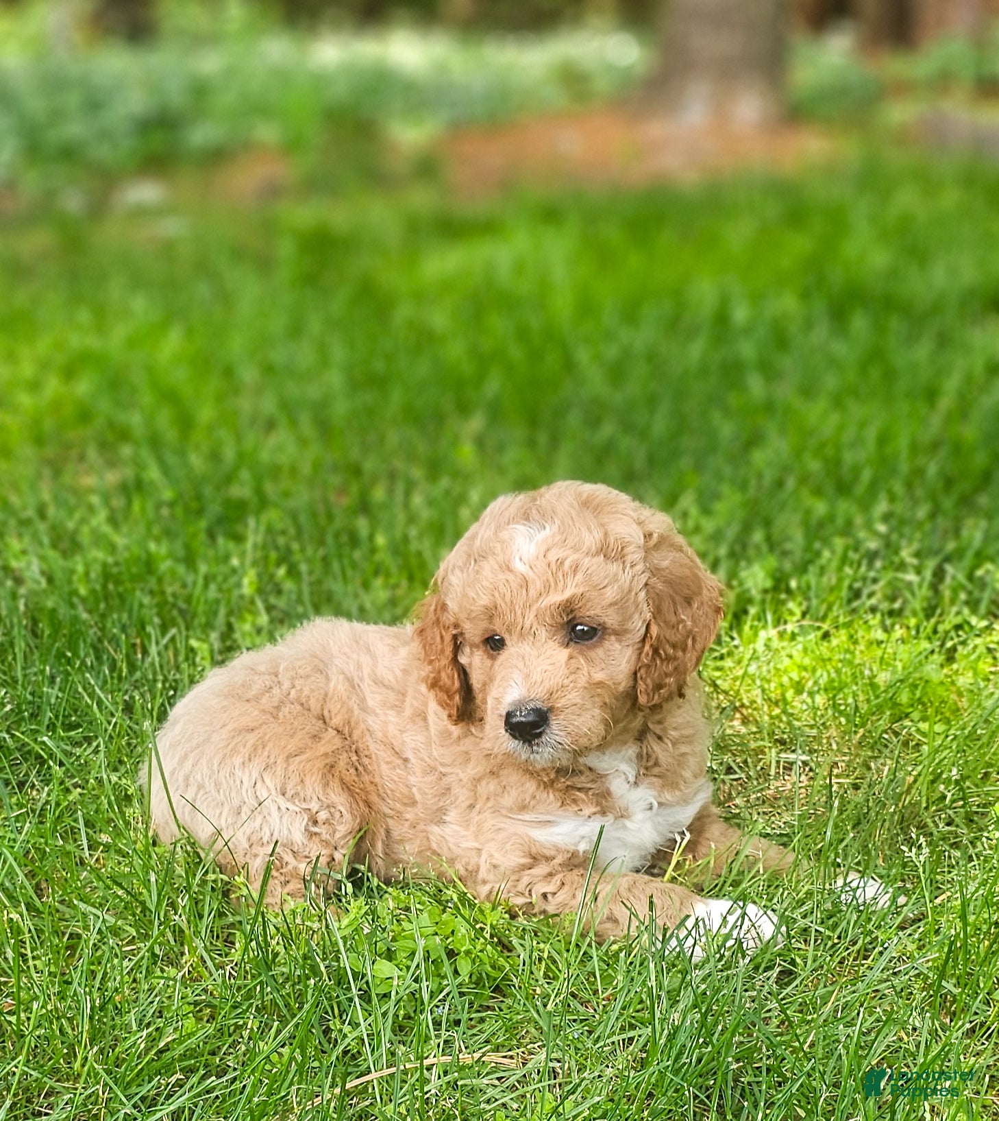 Mini Goldendoodle dogs Diesel - Ad 2