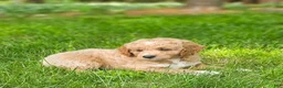 Mini Goldendoodle dogs for sale: Diesel - Ad 2