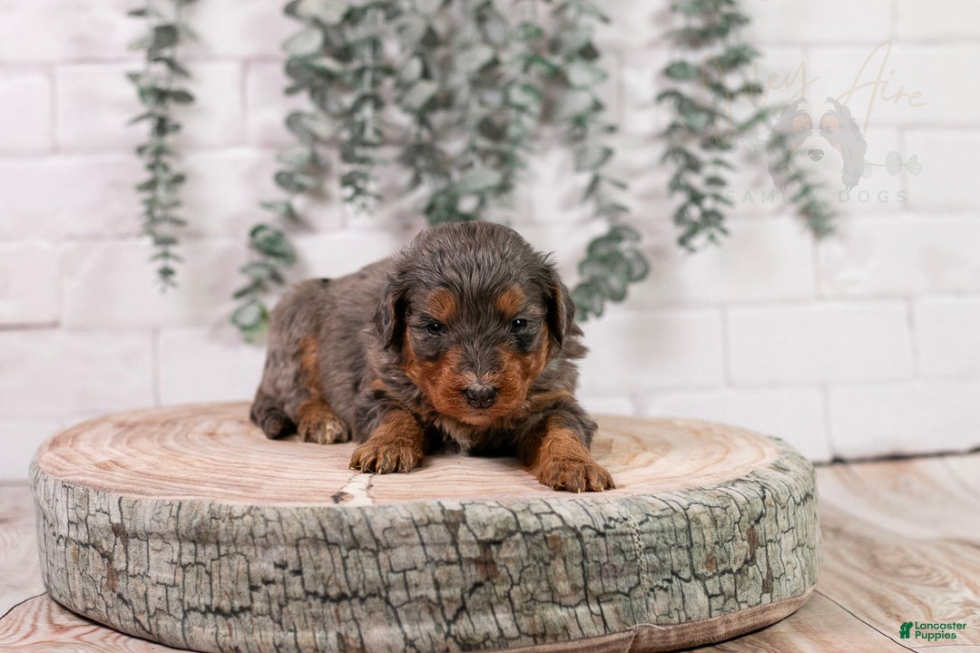 Bernedoodle dogs for sale: Summit - Ad 9