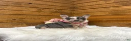 French Bulldog dogs for sale: Lexi - Ad 4