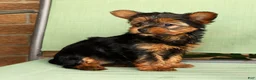 Yorkshire Terrier dogs for sale: Bella - Ad 9