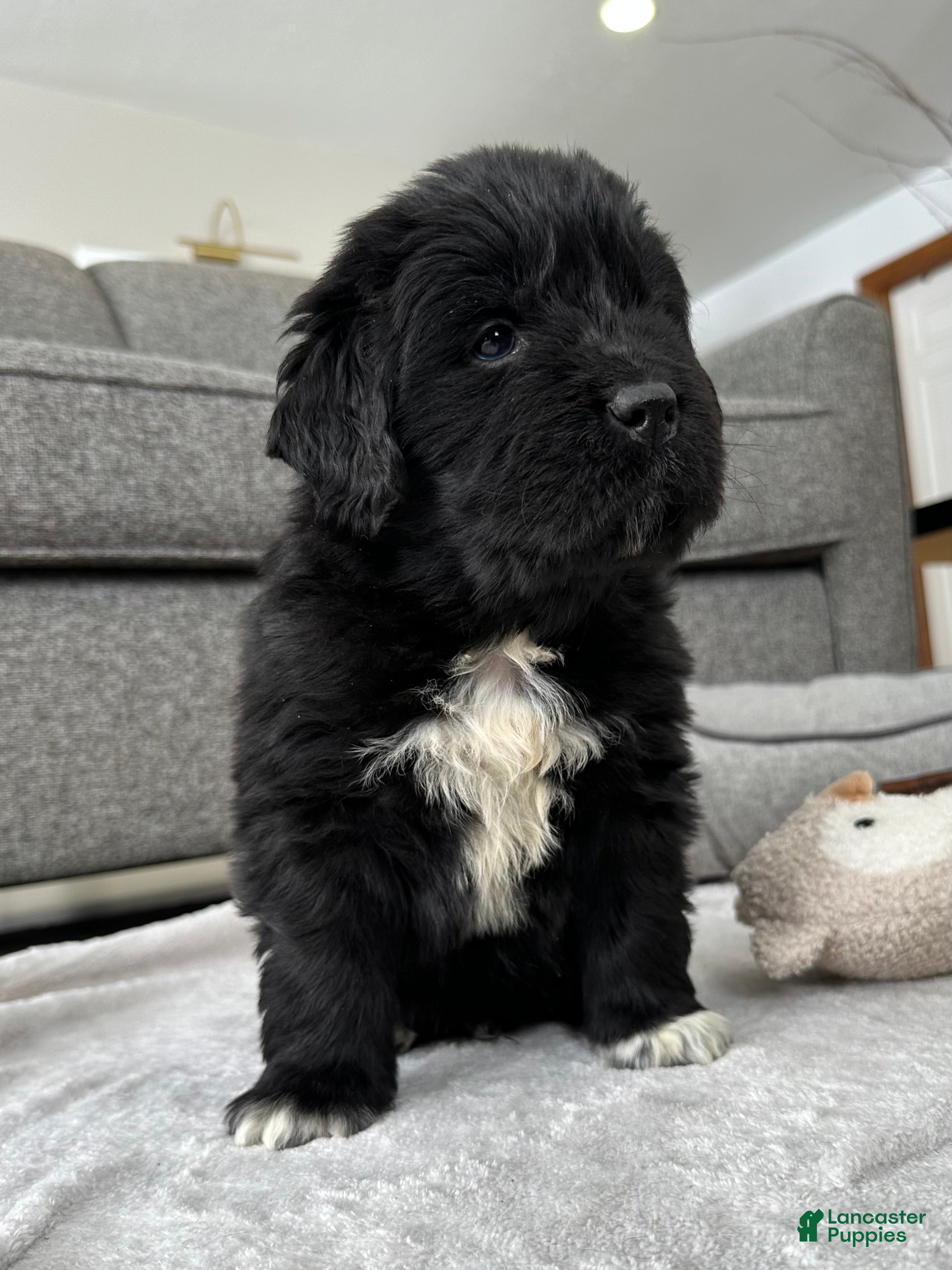 Newfoundland dogs AKC,OFA,CH, “ Jax”  - Ad 2