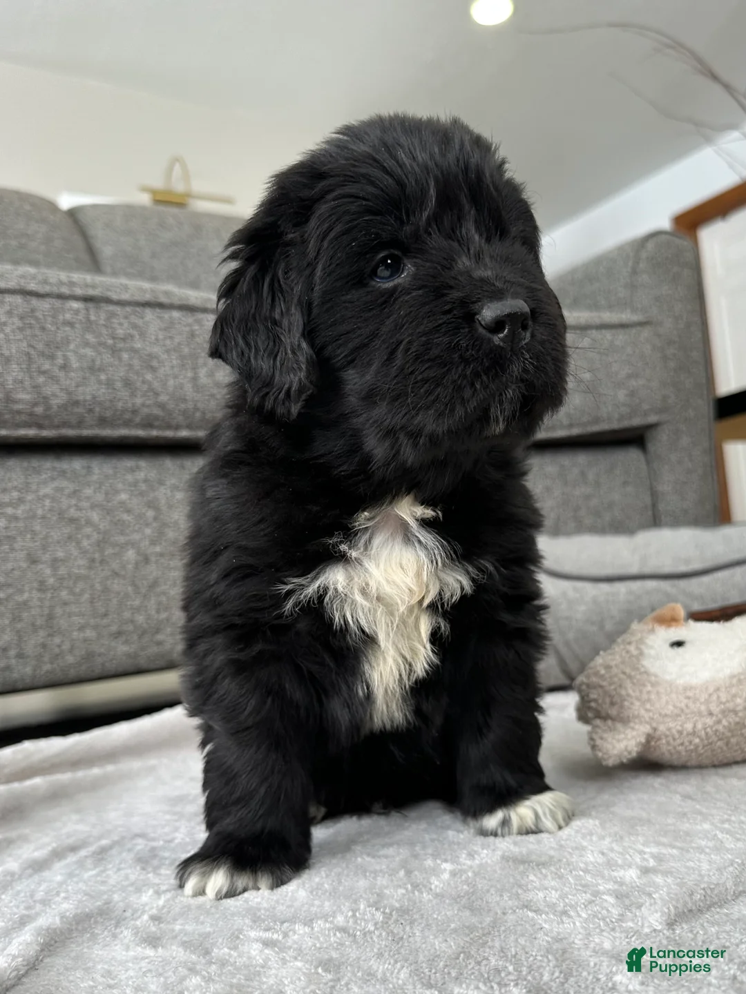 Newfoundland dogs for sale: AKC,OFA,CH, “ Jax”  - Ad 2