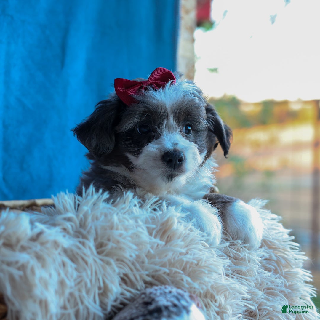 Mini Aussiedoodle dogs for sale: LEON - Ad 20