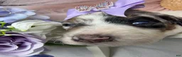 Mixed Breed dogs for sale: Monaco - Ad 1