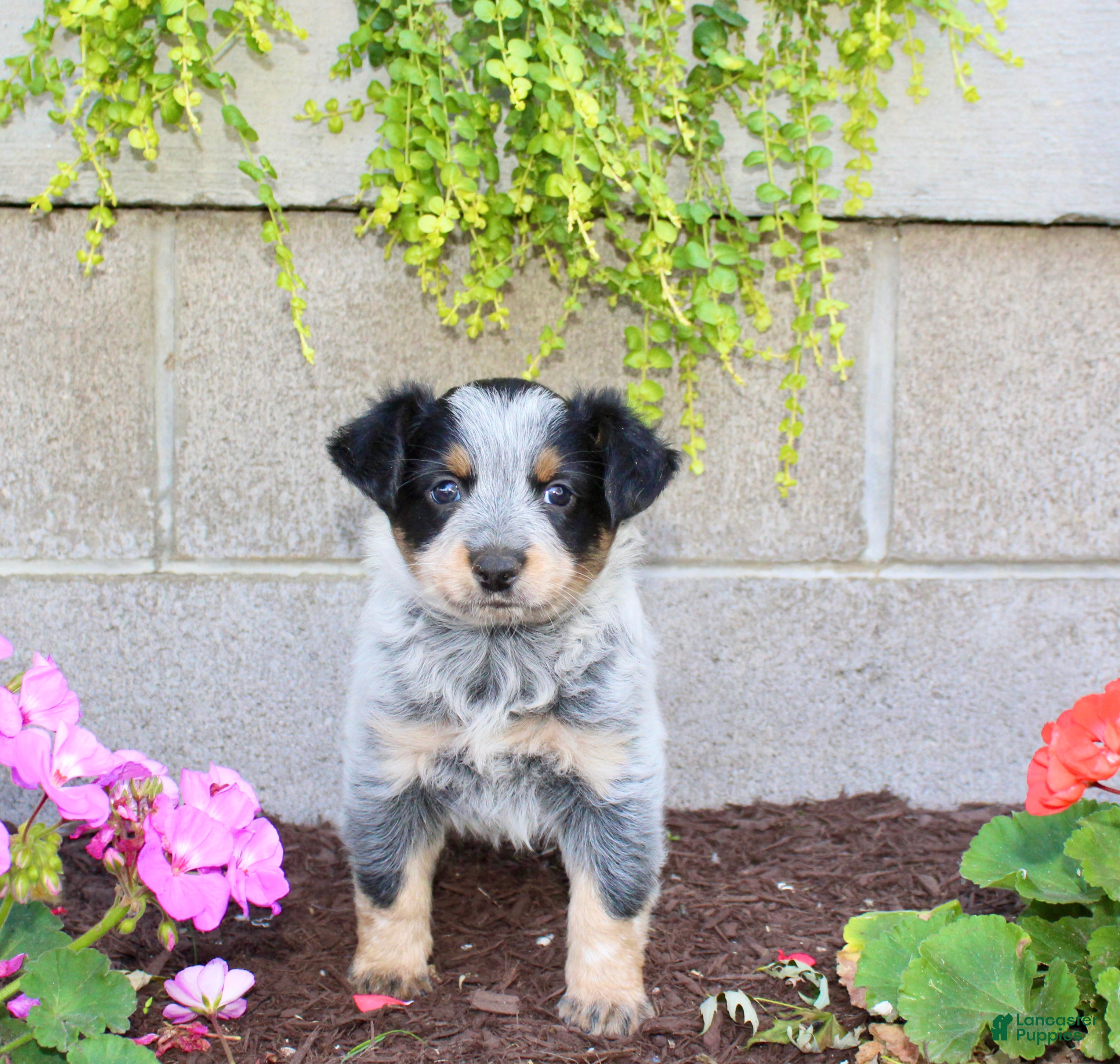 Australian Cattle Dog dogs Beauty - Ad 1