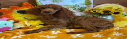 Miniature Poodle dogs for sale: Cinders - Ad 2