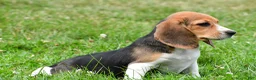 Beagle dogs for sale: Polly - Ad 6