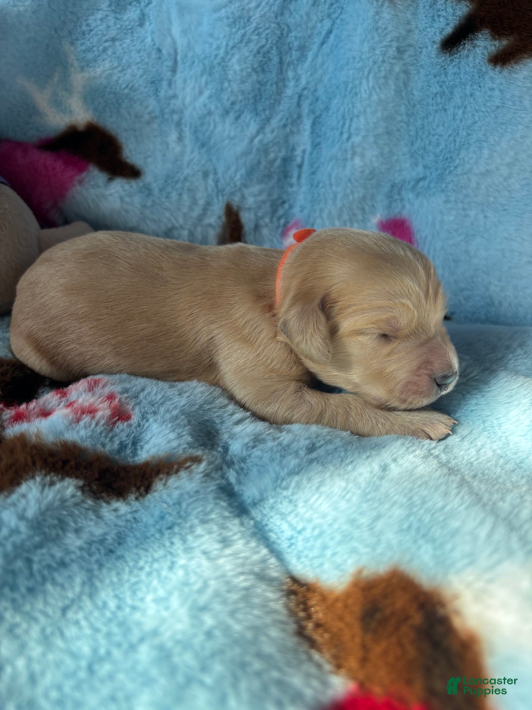 Goldendoodle dogs for sale: Hazel - Ad 6