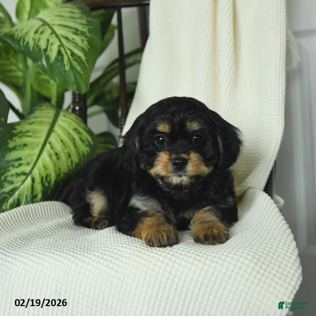 Cavapoo dogs for sale: Romeo - Ad 4