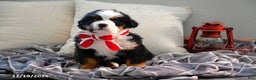 Bernese Mountain Dog dogs for sale: Rhonda - Ad 4
