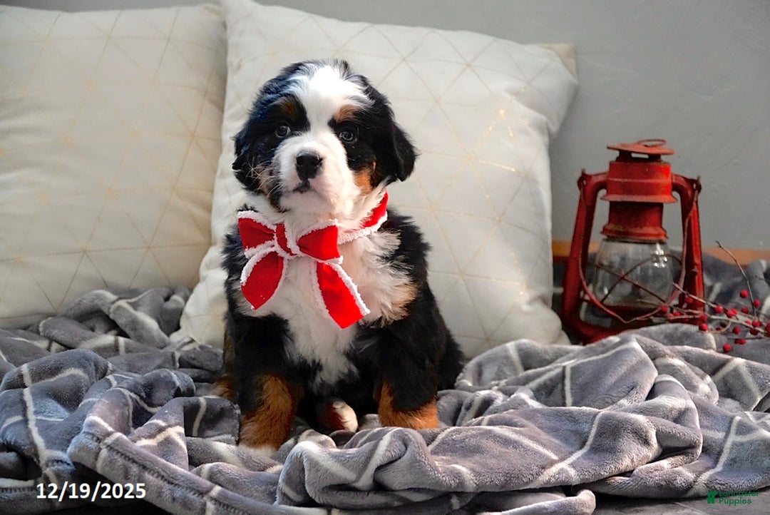 Bernese Mountain Dog dogs for sale: Rhonda - Ad 4