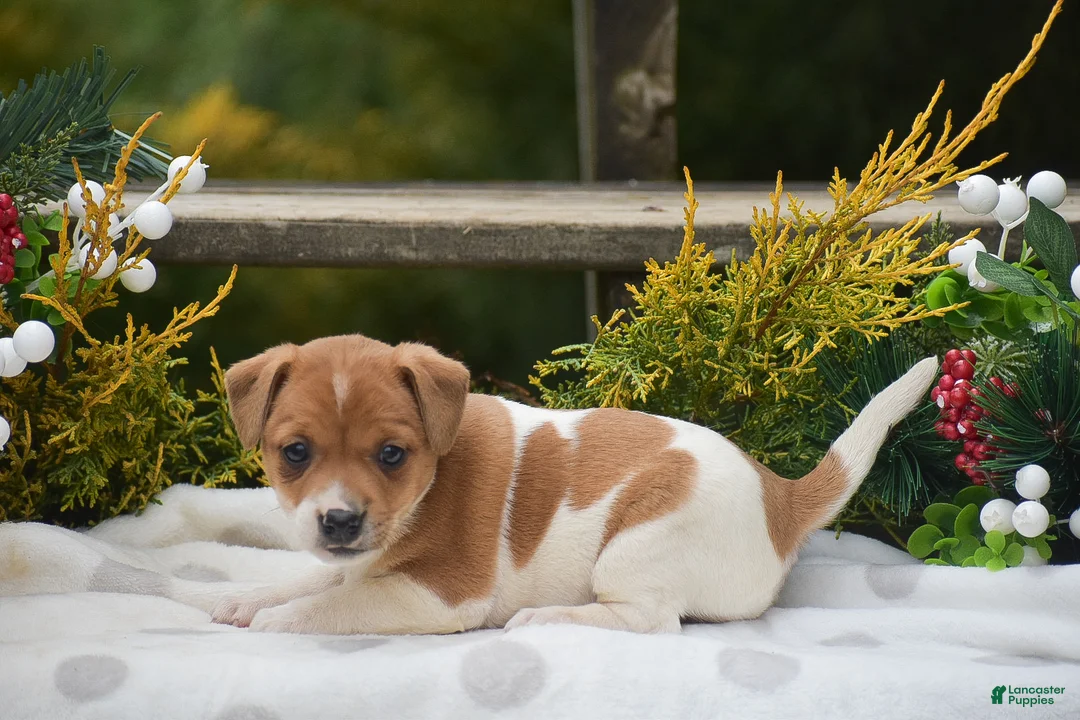 Jack Russell Terrier dogs for sale: Penny - Ad 1
