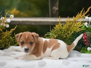 Jack Russell Terrier dogs Penny - Ad 6