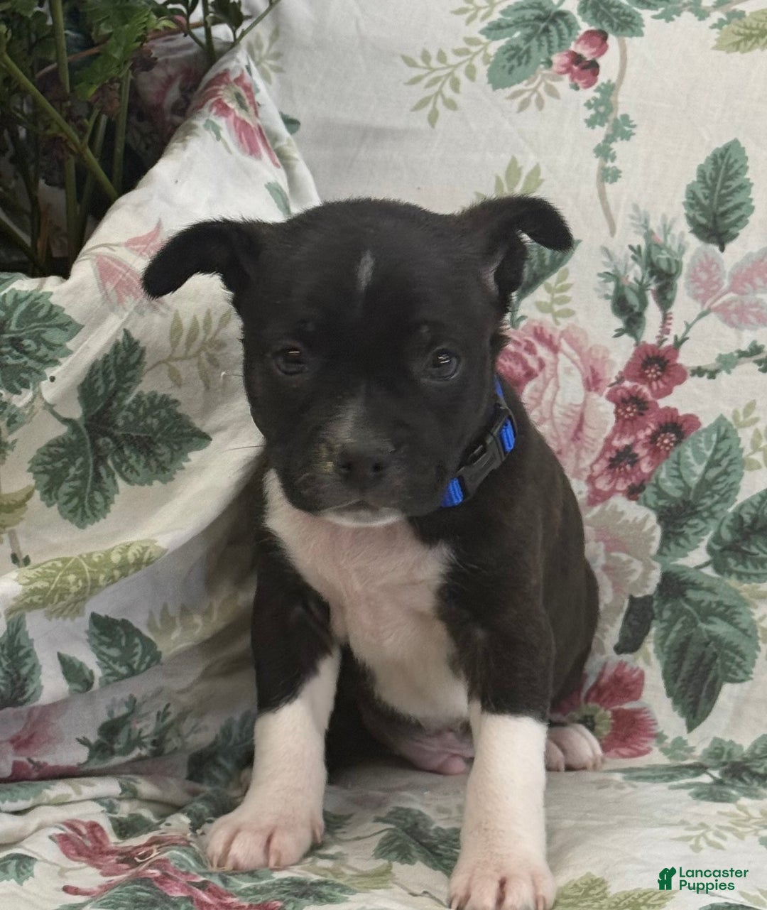 Mixed Breed dogs for sale: Mixed Breed Puppy 1 - Ad 4