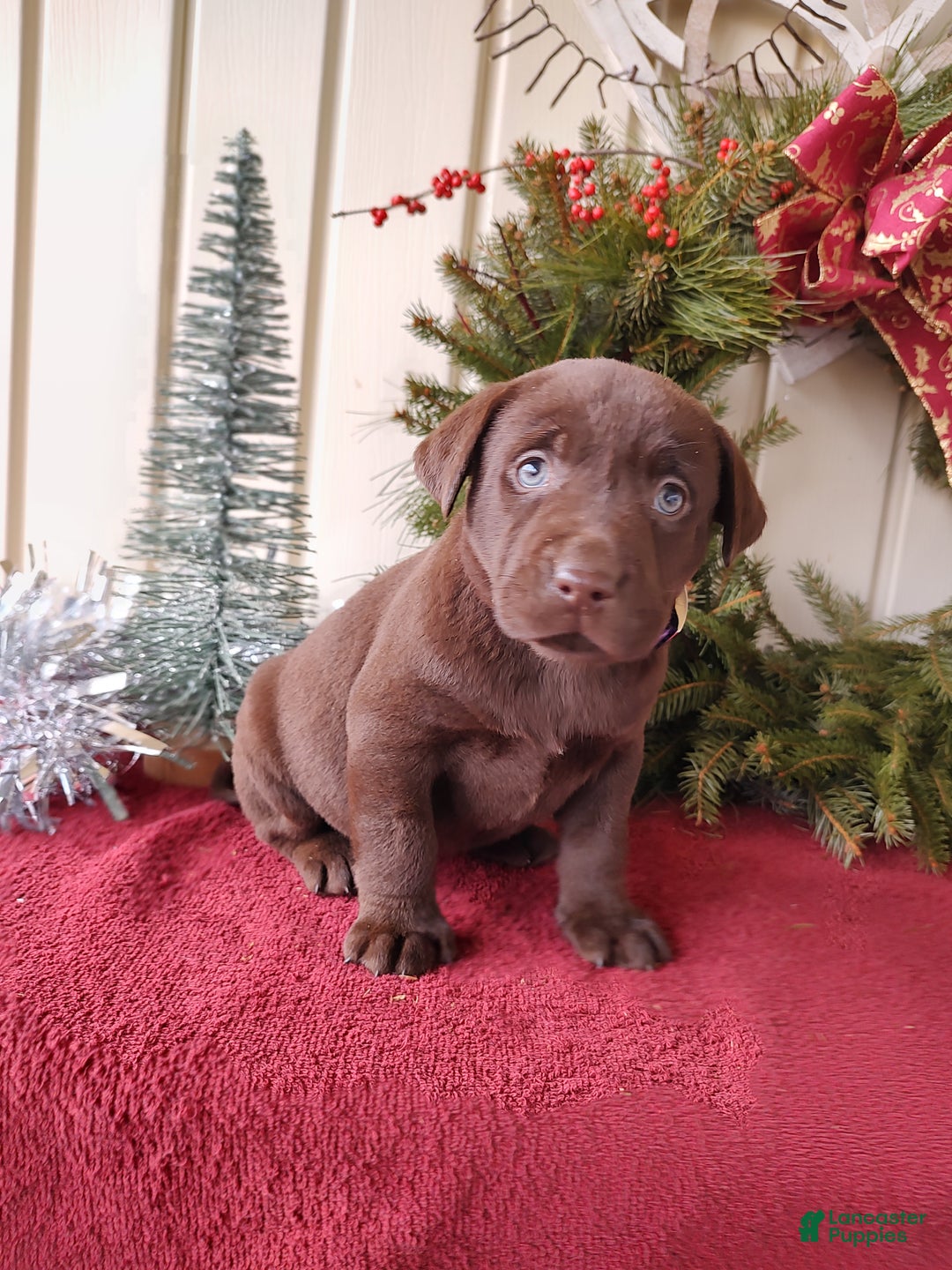 Labrador Retriever dogs for sale: Holly - Ad 2