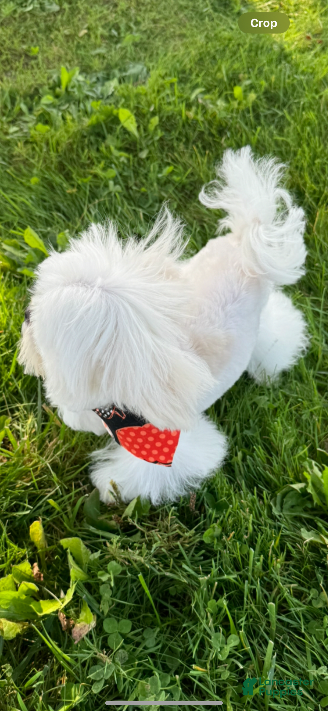 Maltese dogs for sale: Maltese Puppy 1 - Ad 3