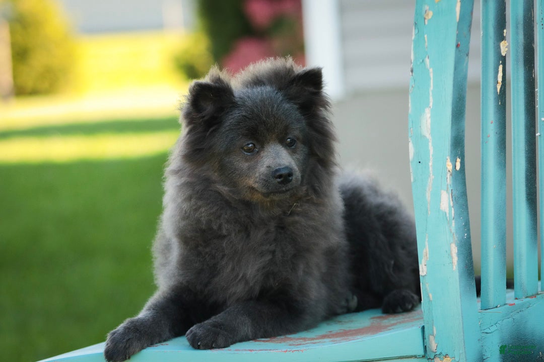 Pomeranian dogs Bluey Pomeranian  - Ad 1