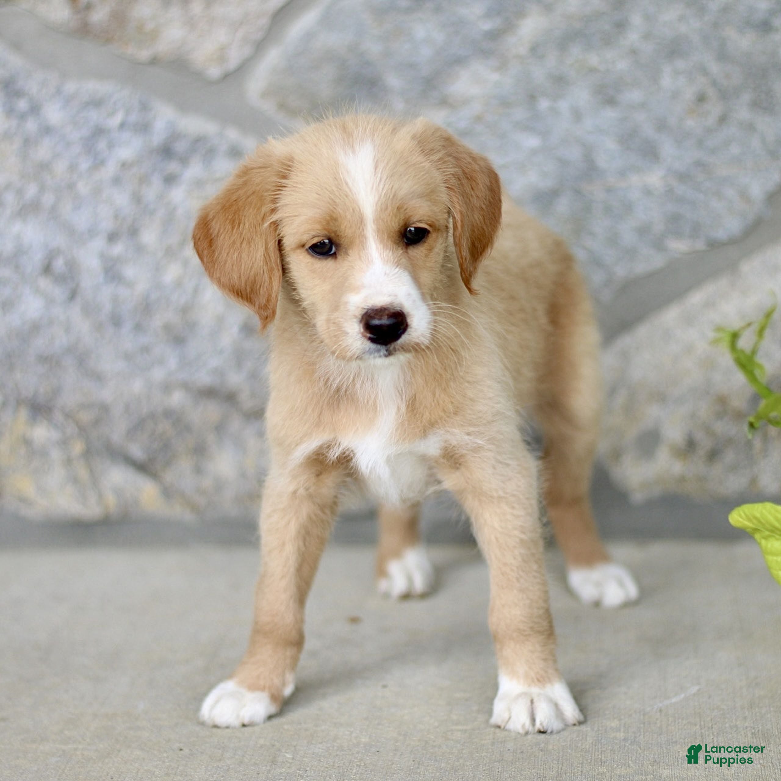 Labradoodle dogs Cassidy  - Ad 1