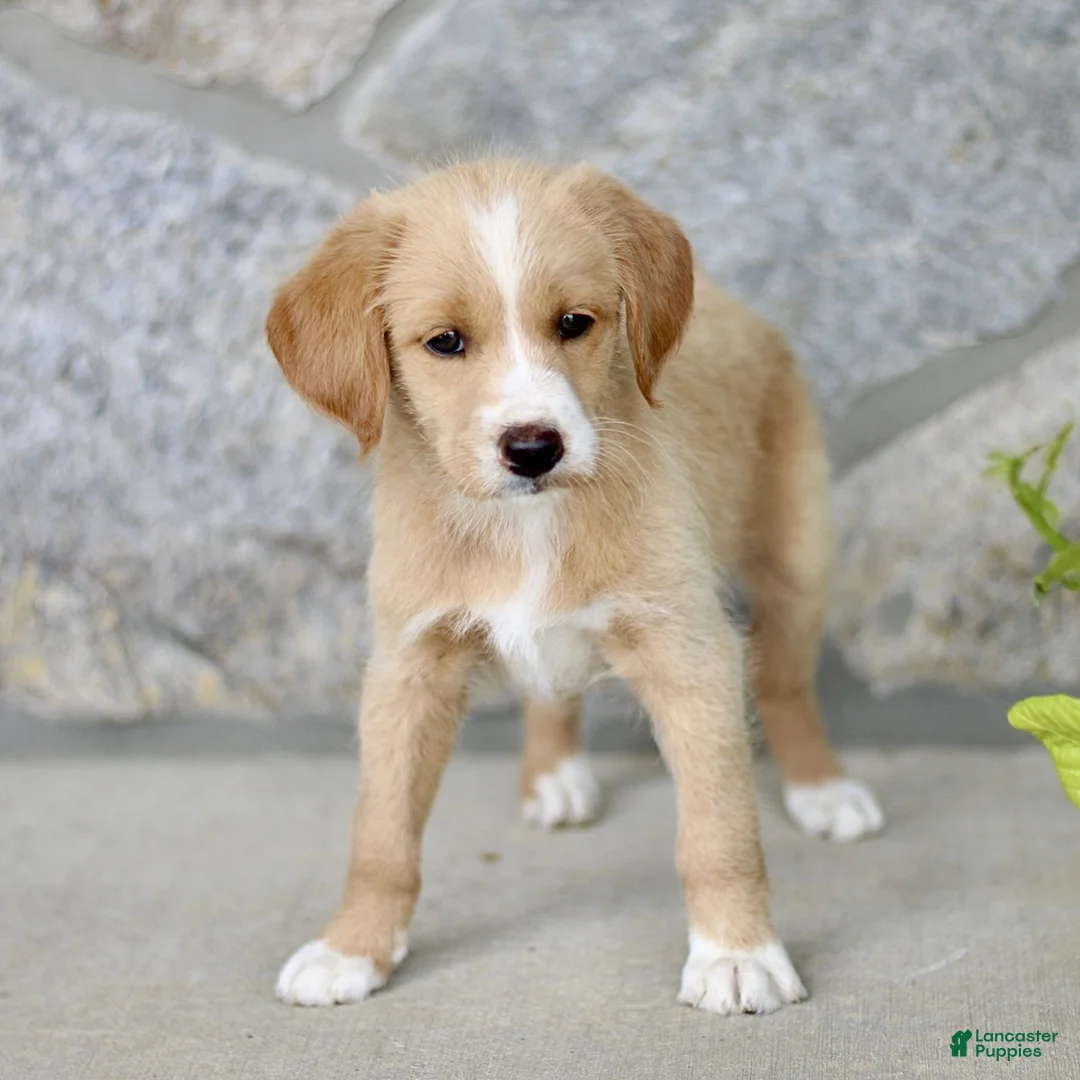 Labradoodle dogs for sale: Cassidy  - Ad 1