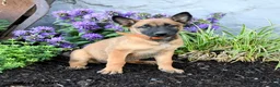 Belgian Malinois dogs for sale: Nova  - Ad 4