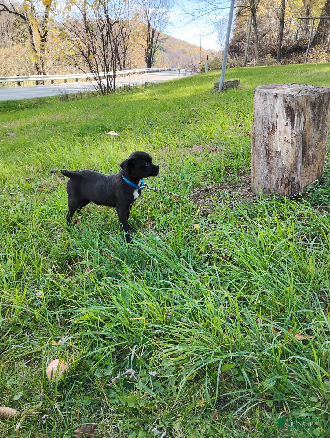 Mixed Breed dogs for sale: Tiny - Ad 5