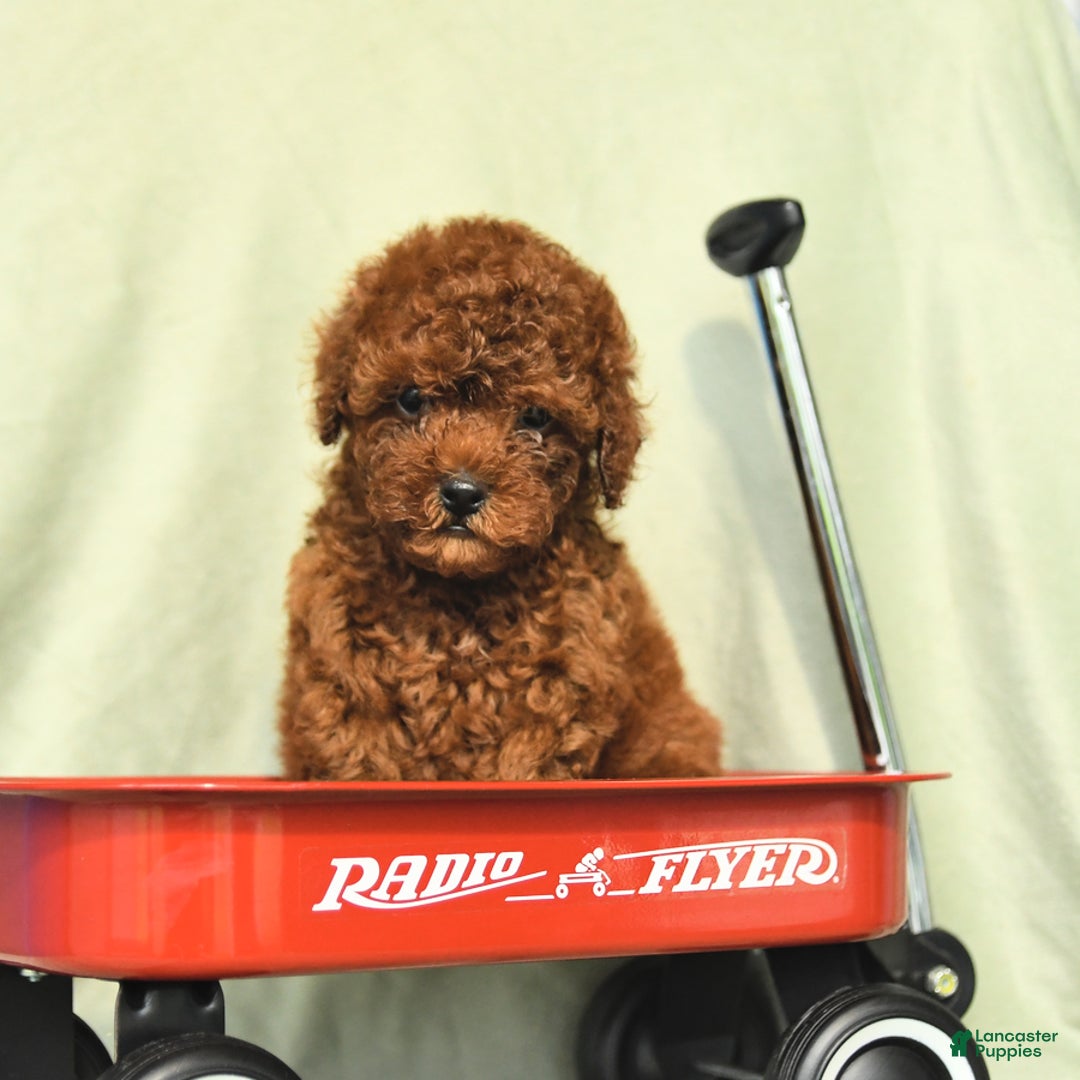 Miniature Poodle dogs for sale: Daffodil - Ad 4