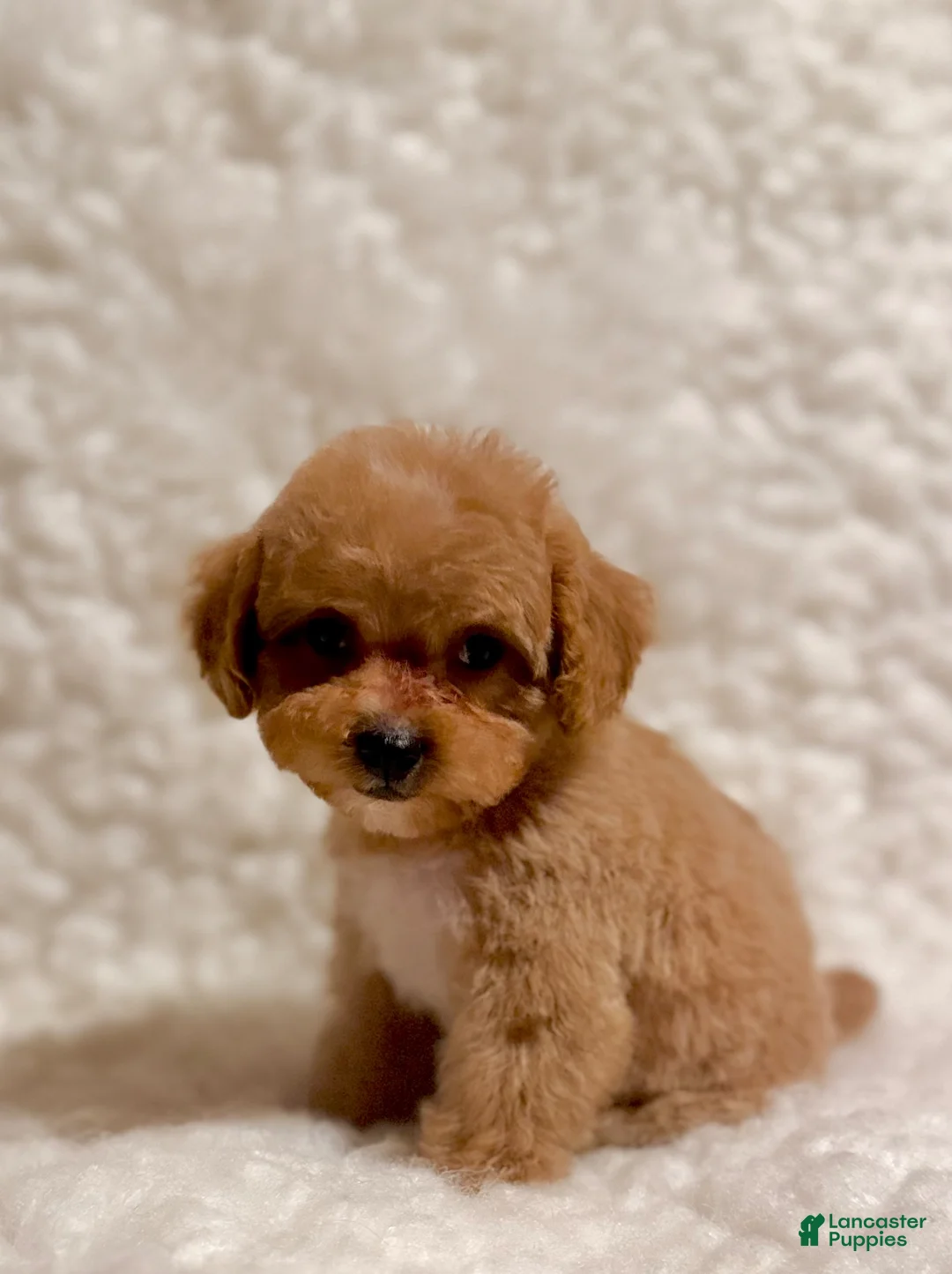 Toy Poodle dogs for sale: Sugar Bear apricot - Ad 1