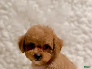 Toy Poodle dogs for sale: Sugar Bear apricot - Ad 1