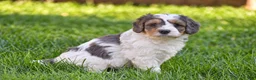 Mixed Breed dogs for sale: Sterling - Mini Bernedoodle - Ad 4