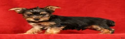 Yorkshire Terrier dogs for sale: Hershey - Ad 5